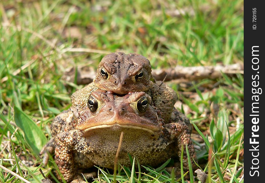 American Toad. American Toad