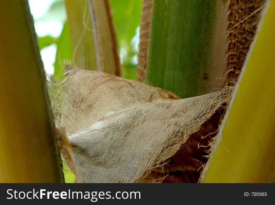 Leaf of a coco palm. Leaf of a coco palm