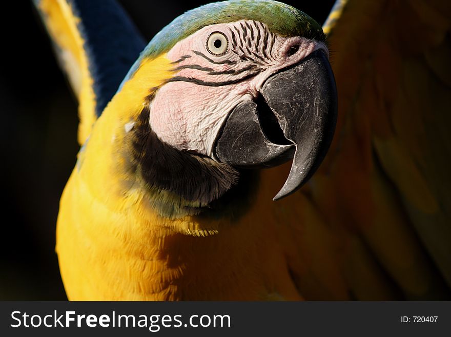 Close Up Macaw