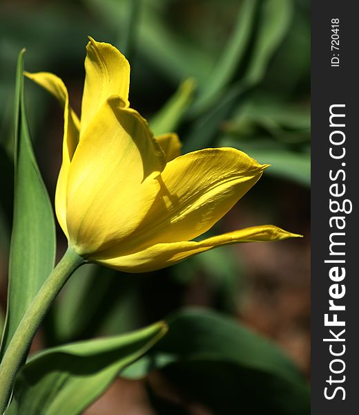 Pretty Yellow Tulip