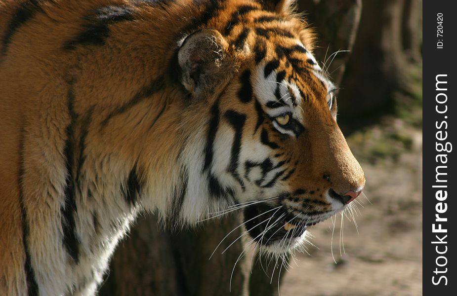 Siberian tiger looking fierce