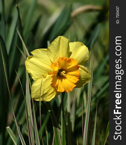 Beautiful Yellow Daffodil