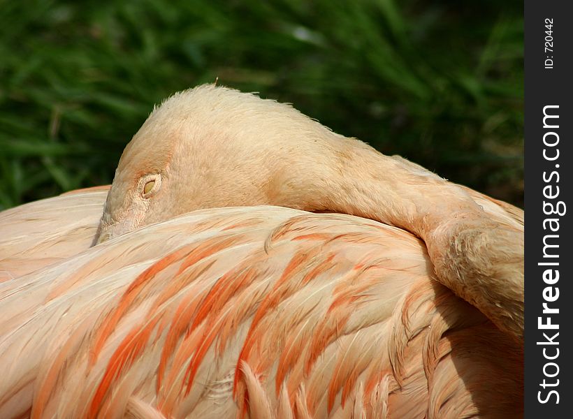 Napping Flamingo