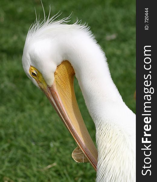 Pelican Grooming itself. Pelican Grooming itself