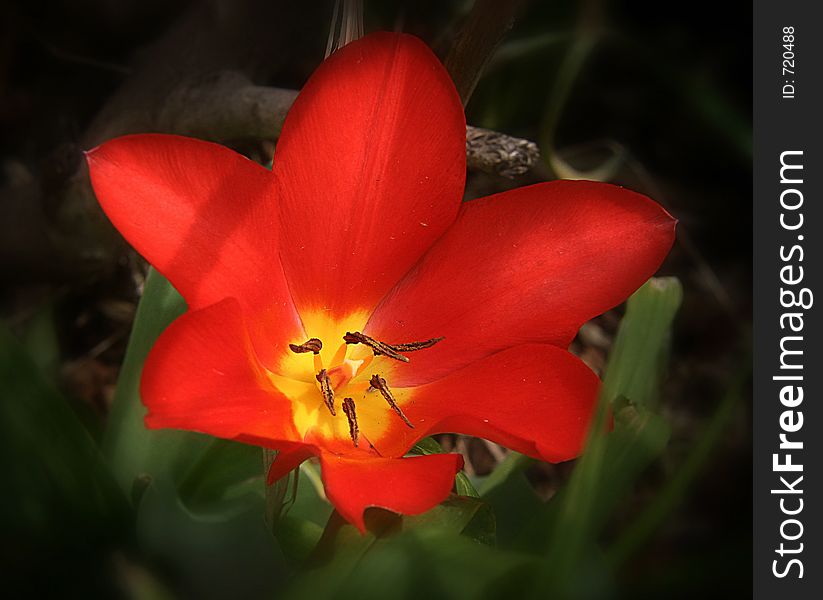 Red Tulip with Yellow Center