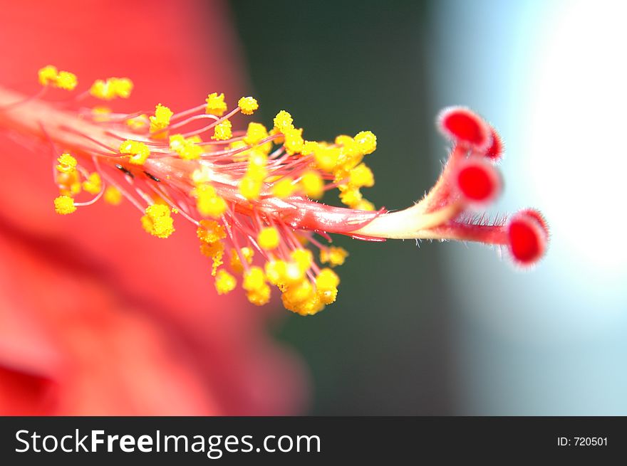 Red Hibiscus Macro Shot with 10X Magnifier Lens