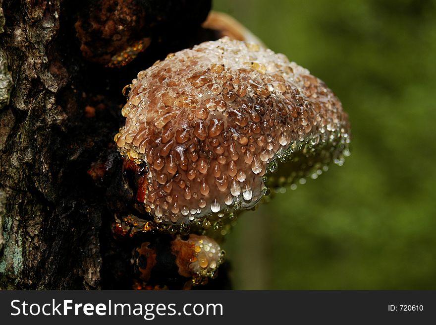 Polypore cover by waterdrops.