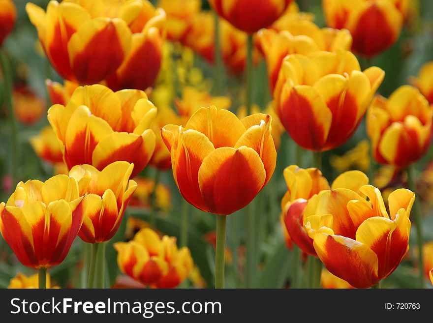 Rife tulips