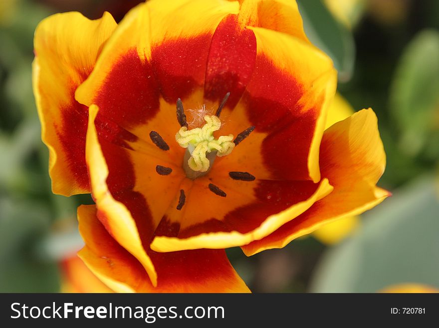 Tulip with pollen