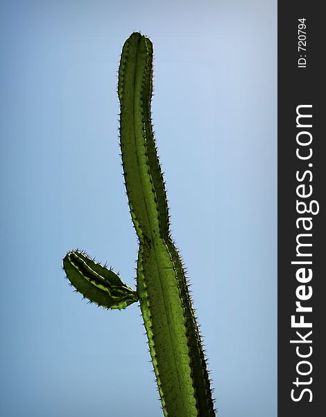 Closeup of a high cactus