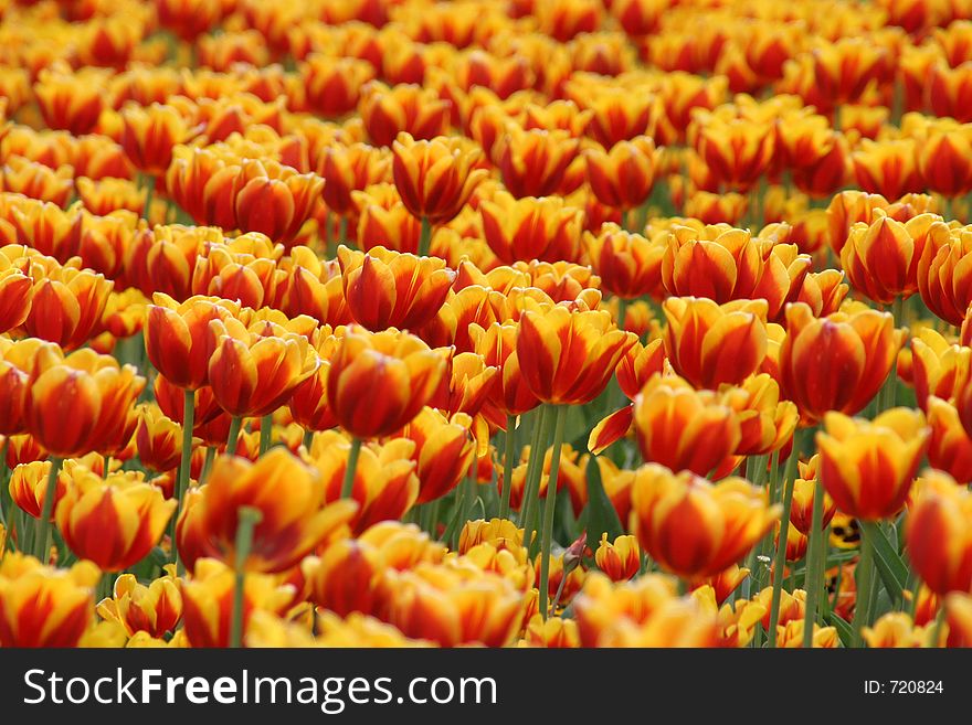 Rife tulips