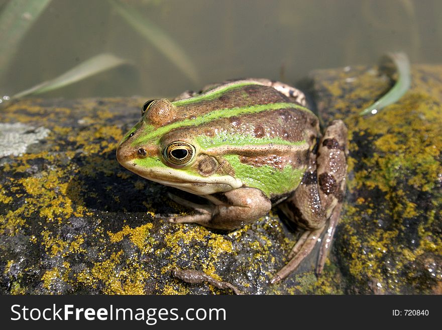 A frog afore flow