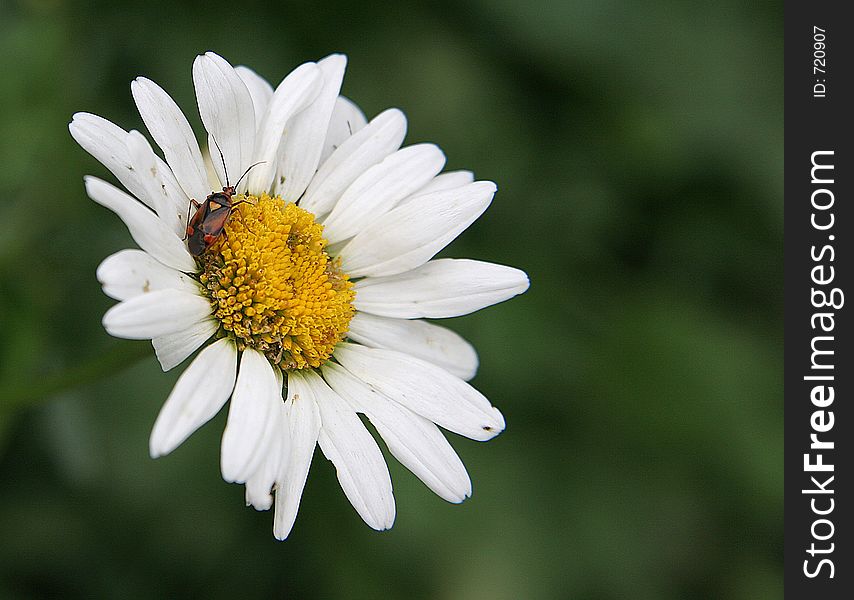 Insect walking on marguerite's petals. Insect walking on marguerite's petals