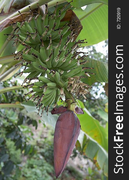 Banana tree, Sumatra, Indonesia