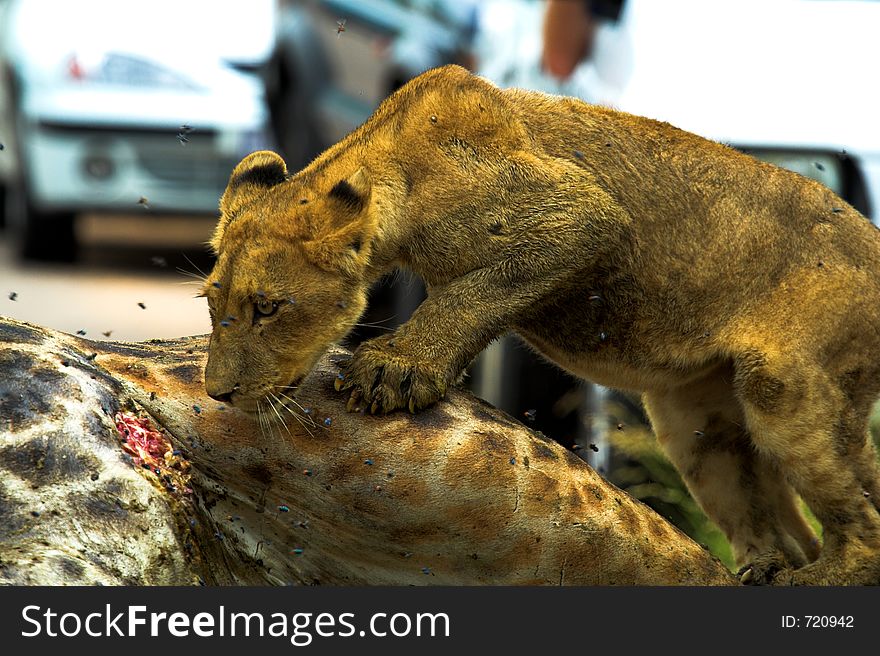 Lion Cub staring at giraffe carcass with vehicles in background