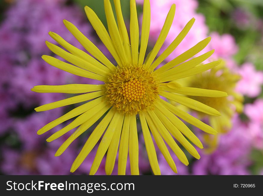 Yellow inula in gardens