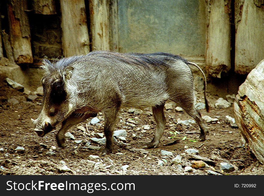 Wart hog in zoo