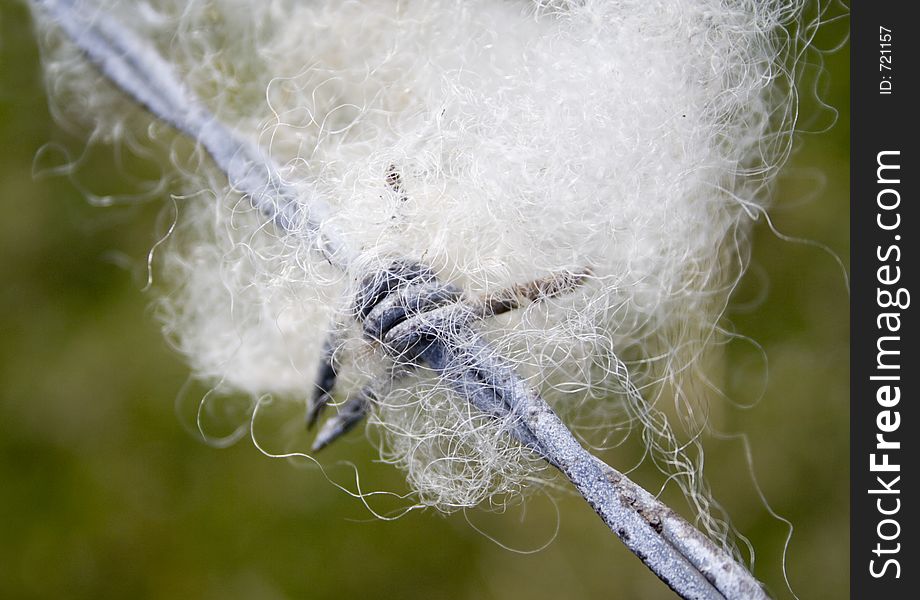 Limited DOF on clump of soft white lambs wool on the barbs of a wire fence. Hard/soft texture concept. Limited DOF on clump of soft white lambs wool on the barbs of a wire fence. Hard/soft texture concept.