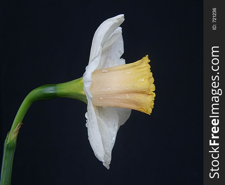 White daffodil on a dark background