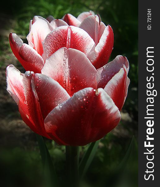 Two, Red and White Tulips after Rain in a garden. Two, Red and White Tulips after Rain in a garden