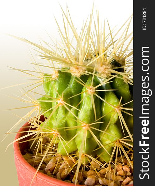 Cactus on color background. Cactus on color background