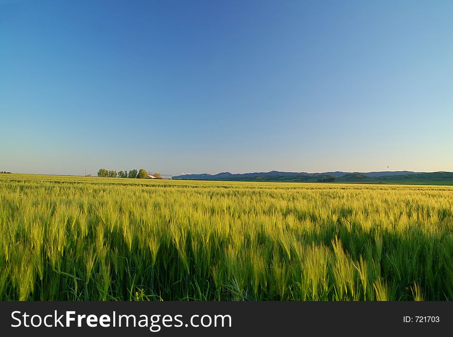 Grassy field in the spring. Grassy field in the spring