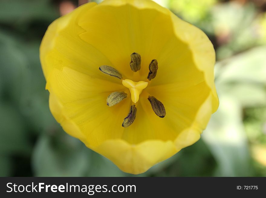 Yellow tulip in nature