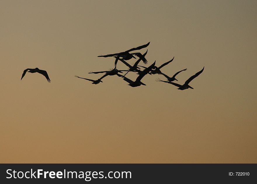 A flock of pelicans fly across the tinted morning sky while one lags behind. A flock of pelicans fly across the tinted morning sky while one lags behind