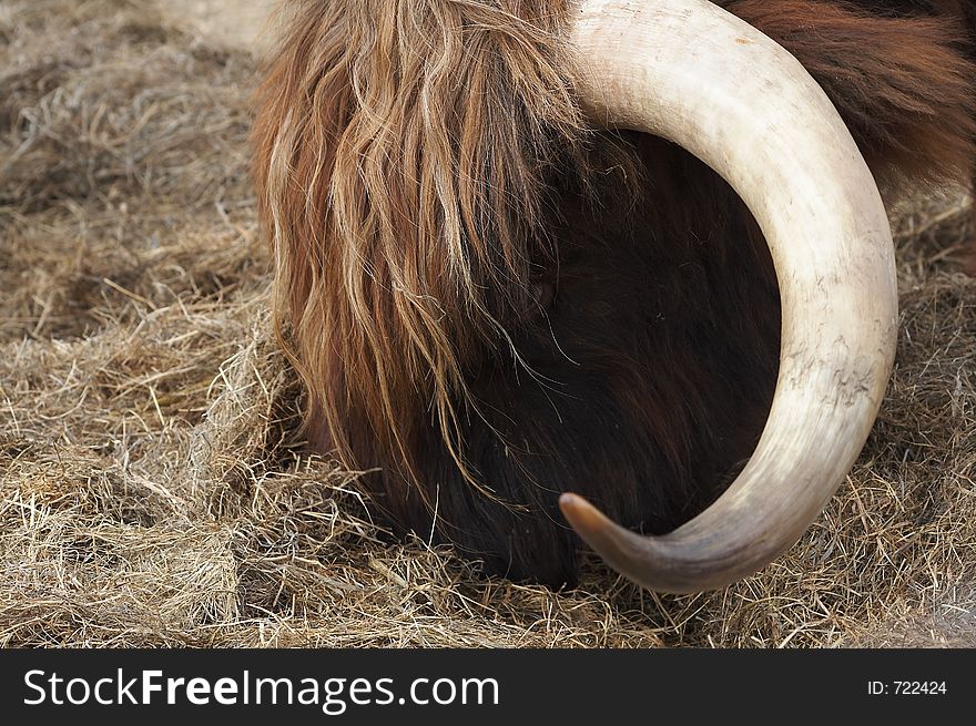 Scottish Highlander grazing. Scottish Highlander grazing