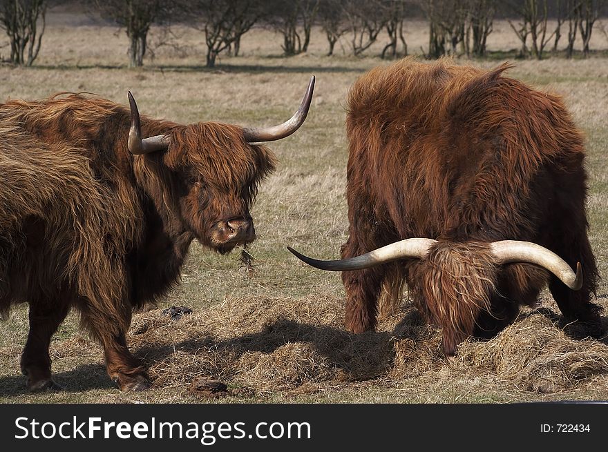 Two scottisch highlanders grazing. Two scottisch highlanders grazing