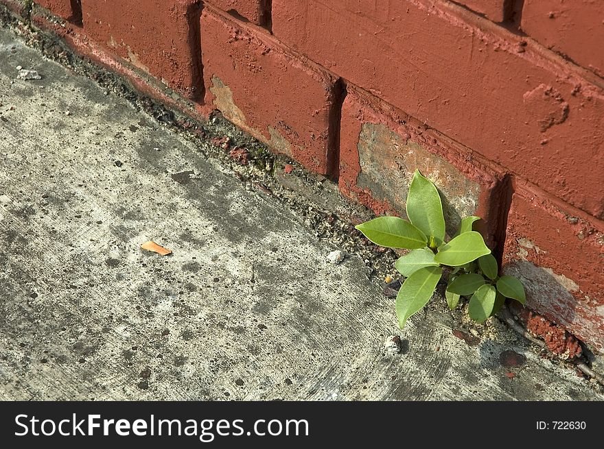 Weed Growing out of Brick Wall