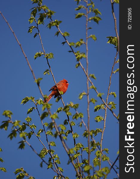 Cardinal in a Tree