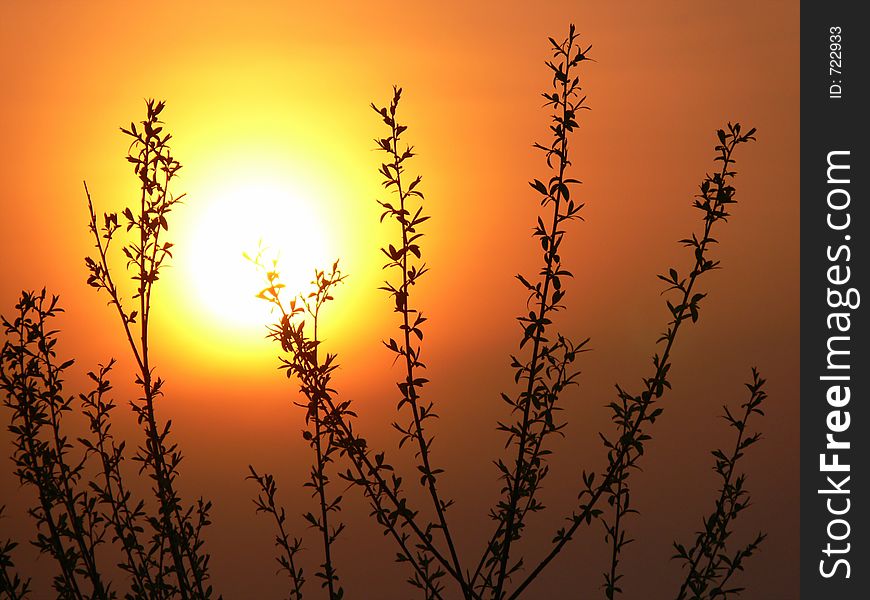 Sunset silhouette