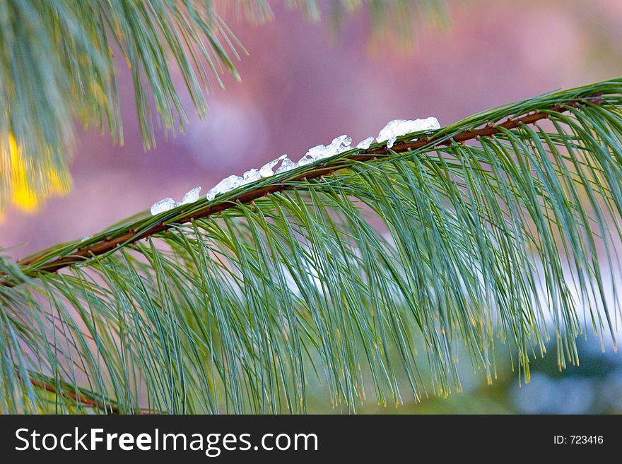 Last of the snow clinging to an eastern white pine branch