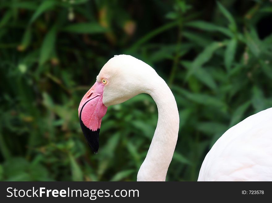 Camera-shy Flamingo