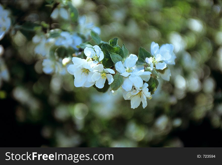 Blooming apple-tree