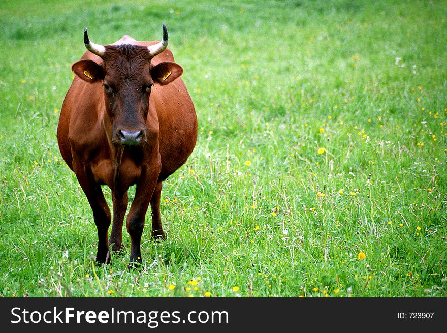 Brown cow on a pasture showing horns