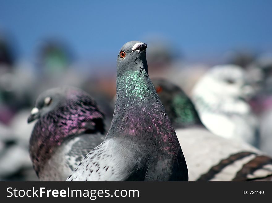 Plenty of pigeons
