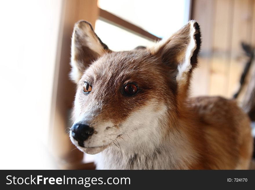 Fox at a museum for hunt in denmark