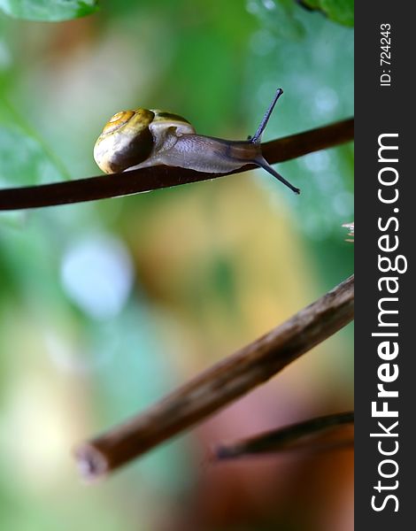 Snail on a small plant branch