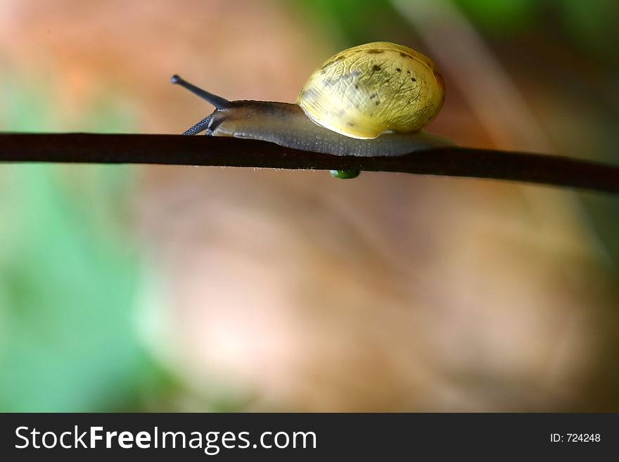 Snail on a small plant branch