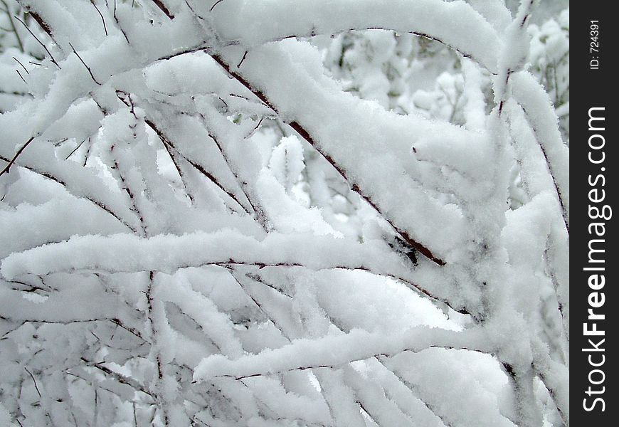 Snow and ice collecting on the branches of a forsythia bush during a blizzard. Snow and ice collecting on the branches of a forsythia bush during a blizzard.
