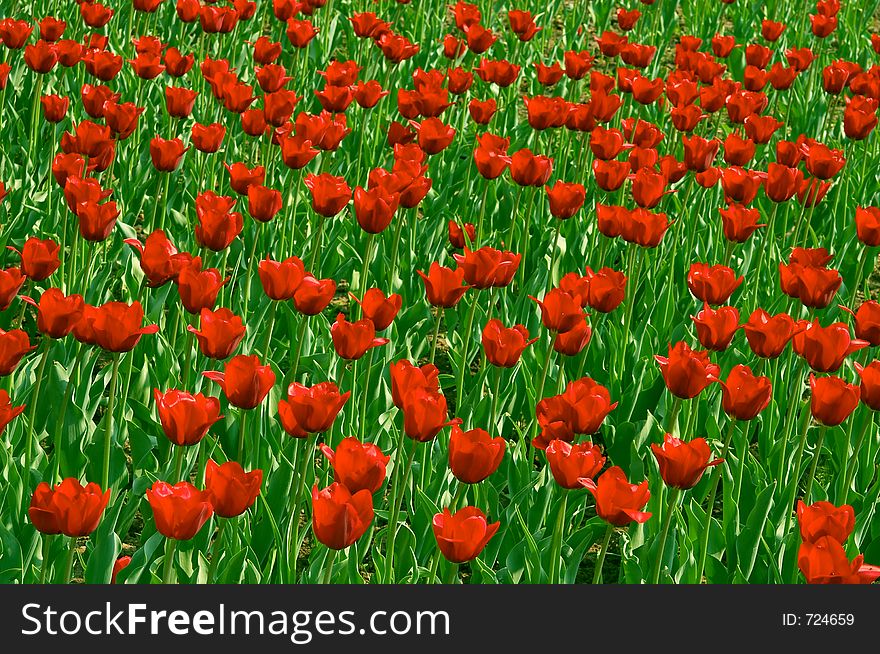 Red tulips garden in a sunny day. Red tulips garden in a sunny day