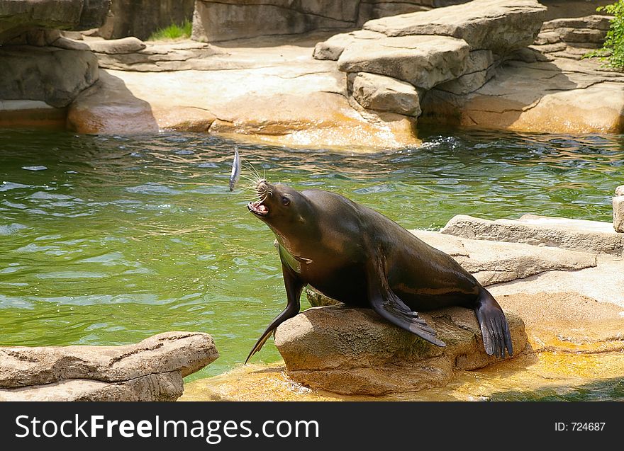 Sea Lion at feeding time.