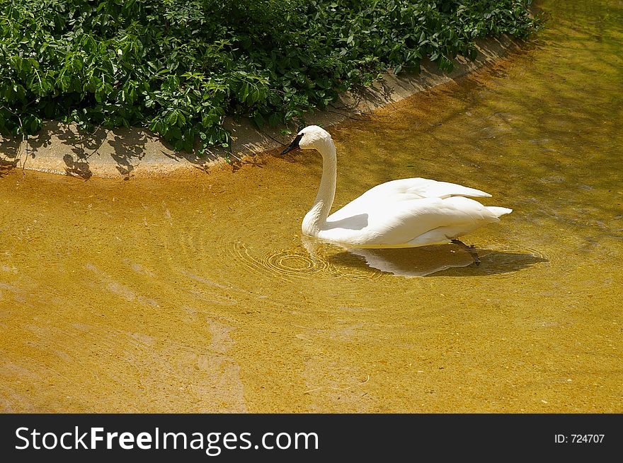 White swan in a pond
