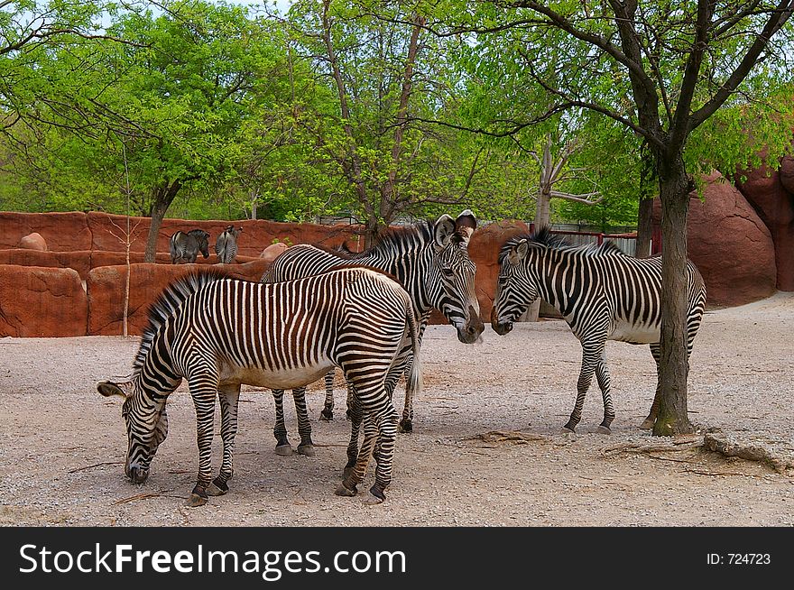 Group of Zebras at the zoo