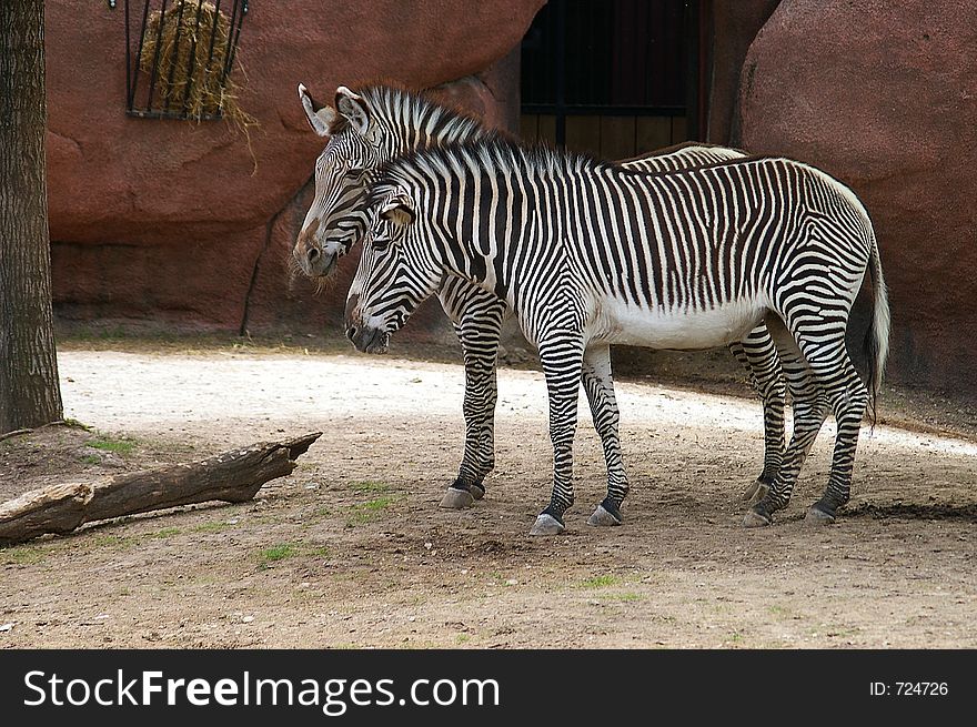 Pair of zebras at the zoo. Pair of zebras at the zoo