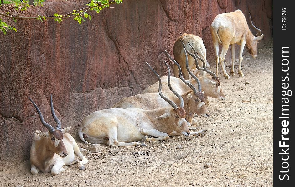 Group of Addax at the zoo