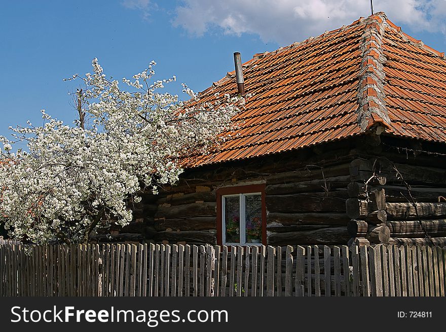 Rural romanian wood house with tree in bloom near the fence. Rural romanian wood house with tree in bloom near the fence