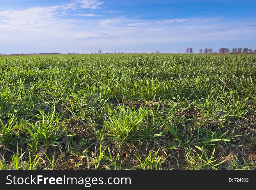 Green meadow and blue sky at spring